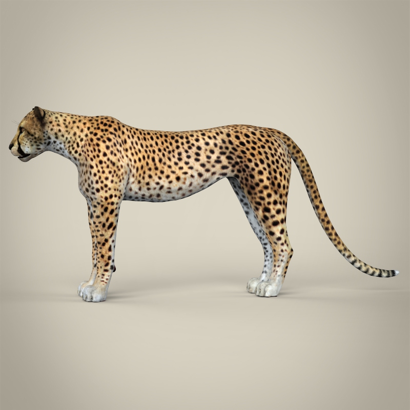 bend modifier in cheetah3d